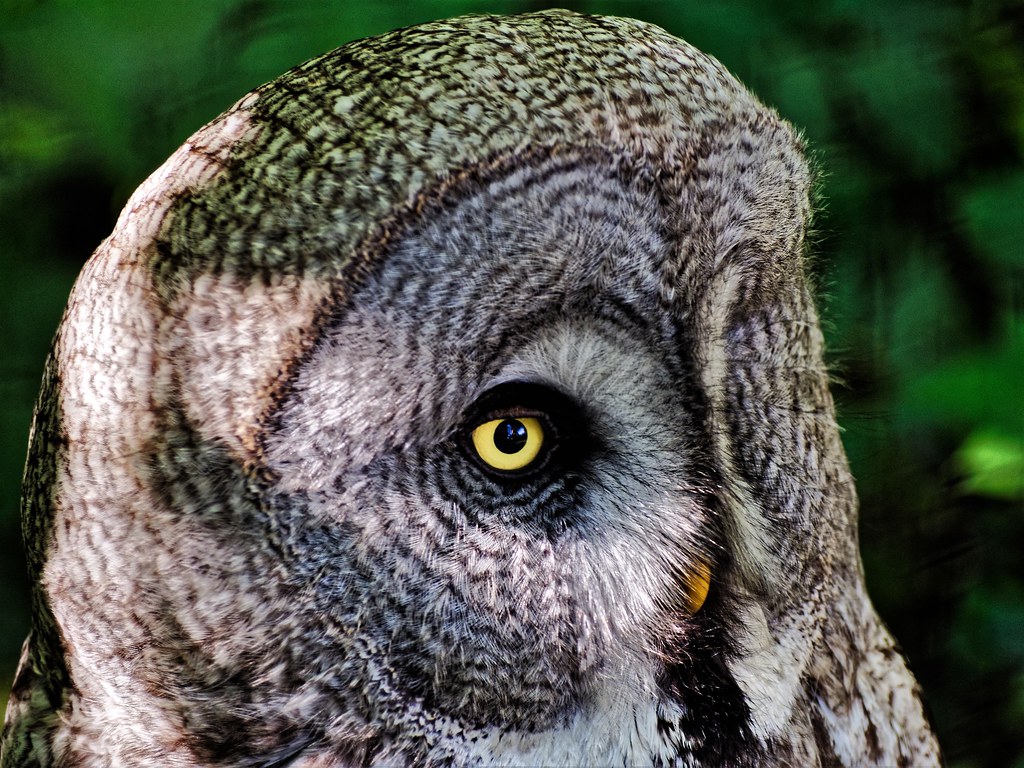 Harry Potters Owl. Hedwig . OLYMPUS DIGITAL CAMERA Flickr