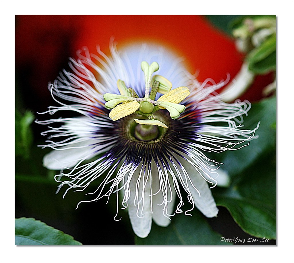 Passion fruit flower Jesus loves you. Jong Soo Lee Flickr