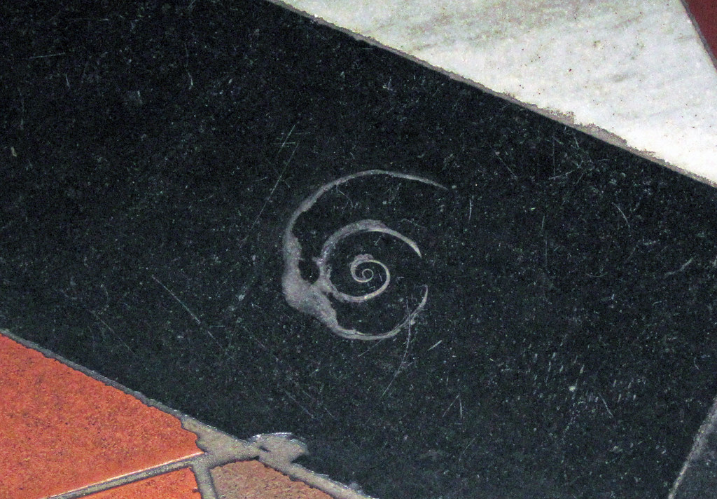 Maclurites magna (fossil gastropod) in limestone (Champlain Black Marble) (Crown Point Limestone