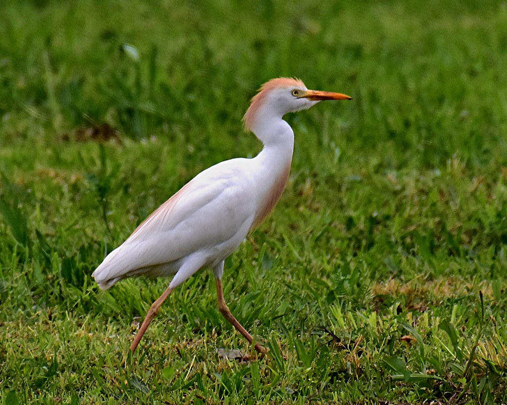 Cattle Egret Native to Africa. Seen in breeding colors in … Flickr