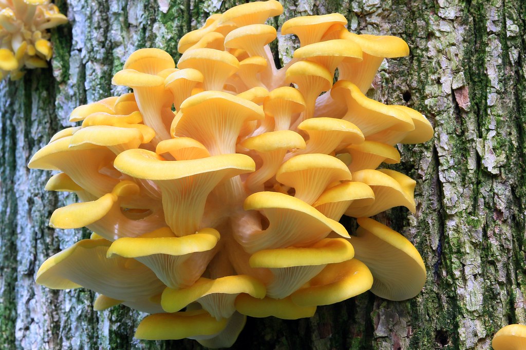 Yellow Oyster Mushrooms