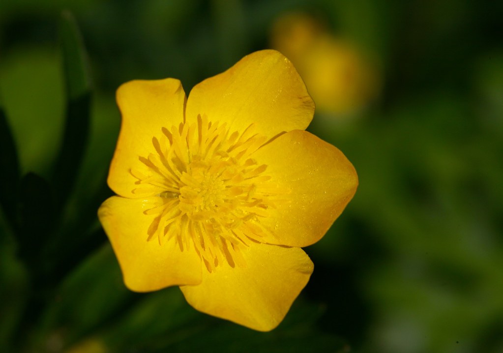 Buttercup Buttercup Yellow Rich Bradshaw Flickr
