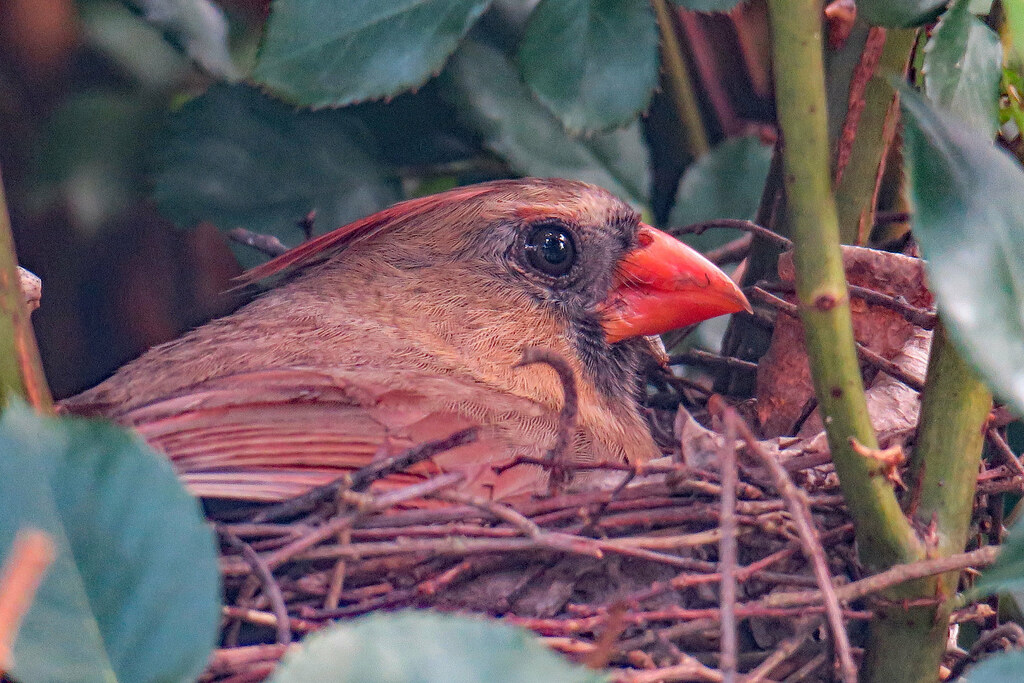 Female cardinal In her nest with day old babies. Spudman Flickr