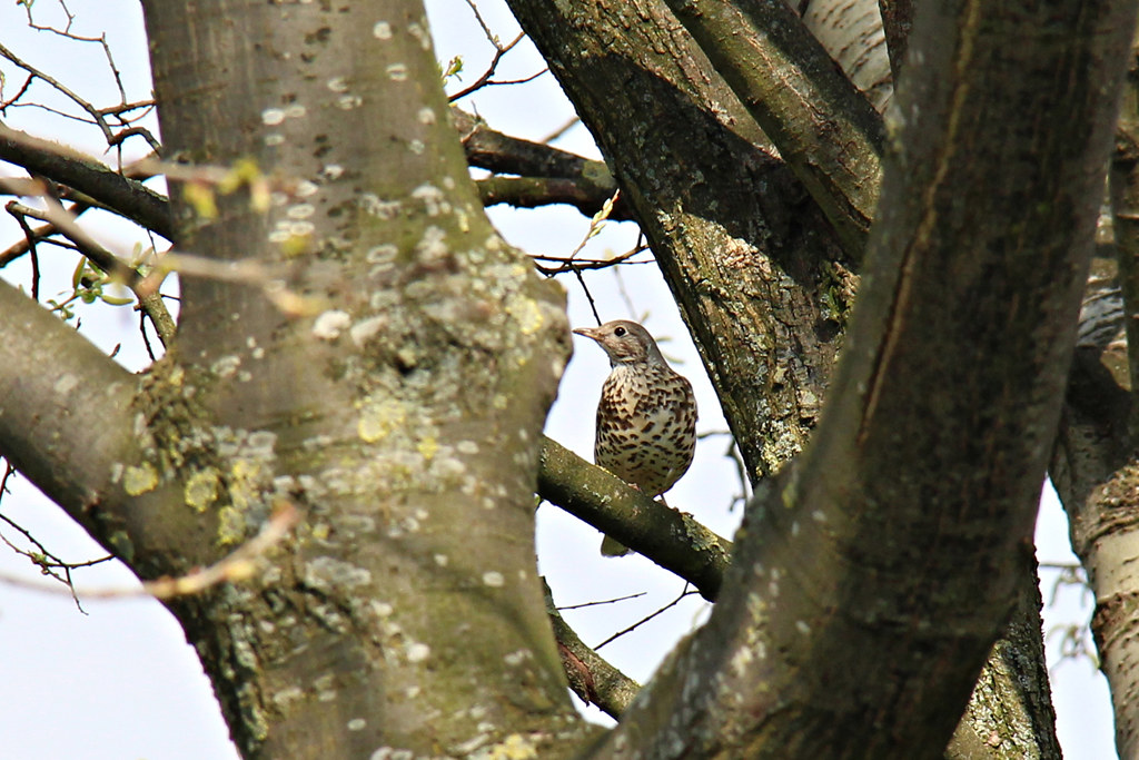 Thrush Seaforth Waterfront park. Tom GORE Flickr
