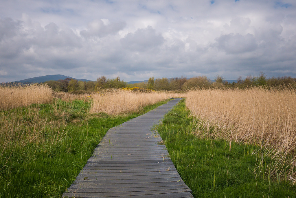 Newcastle, Co Wicklow East Coast Nature Reserve (ECNR) Flickr