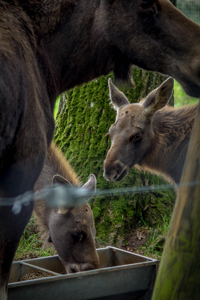 Scottish Deer Centre 2017 1343.jpg DavidRBadger Flickr