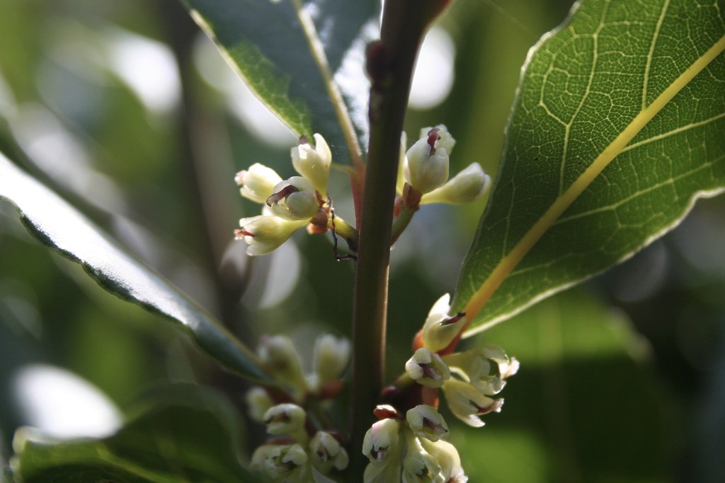 IMG_7426 Bay leaf in flower Melanie Shaw Flickr