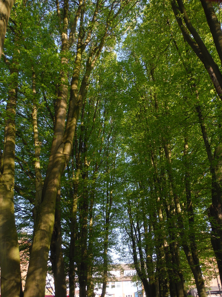 Brenchley Gardens (Detail) SWC Short Walk 41 Nunhead, Ho… Flickr