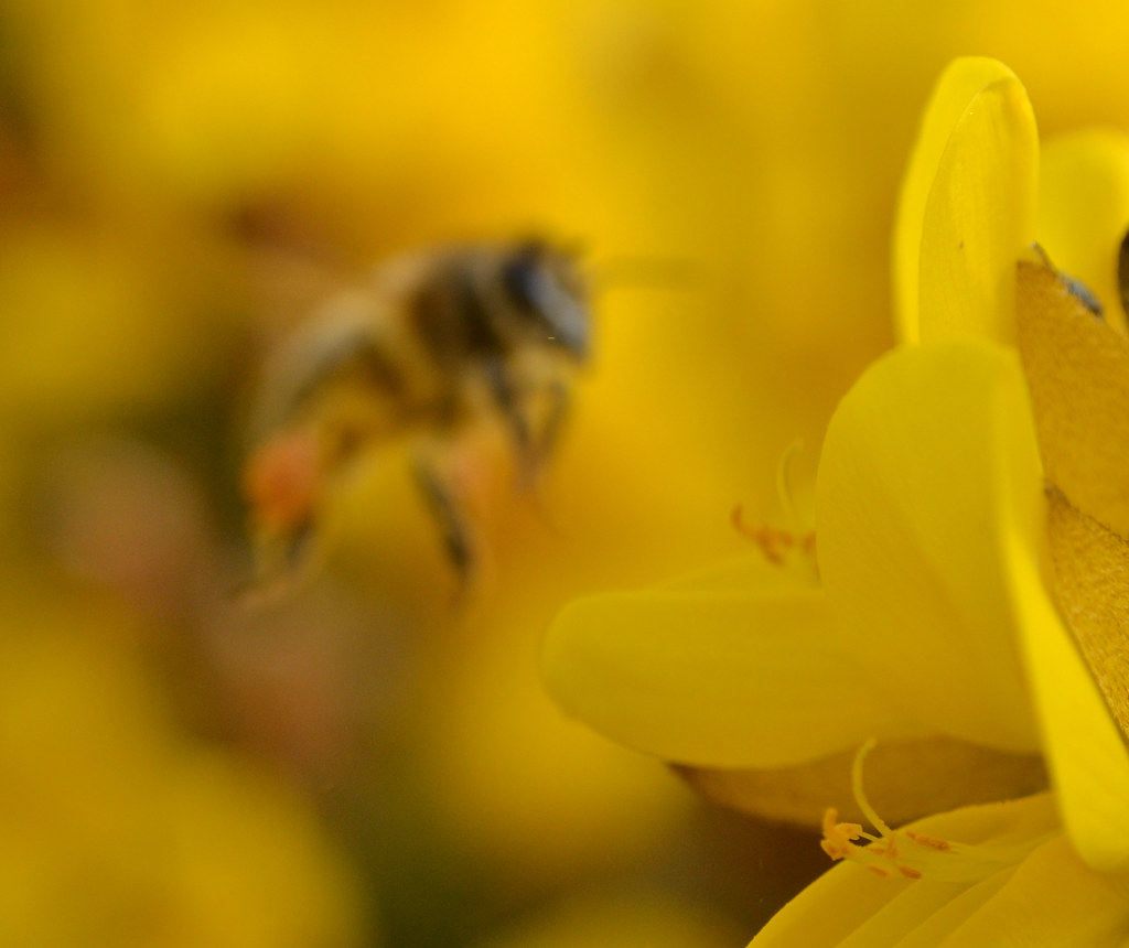in the gorse {explored} honey bee working gorse flowers fo… Flickr