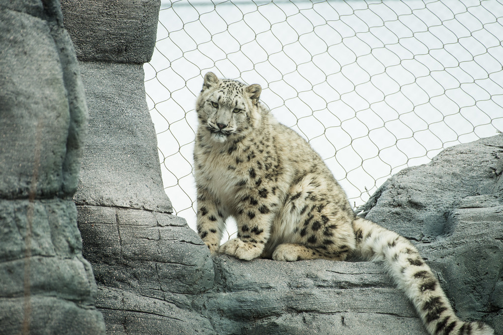 Toronto Zoo March 1, 2018 Snow Leopard KMR Photography Flickr
