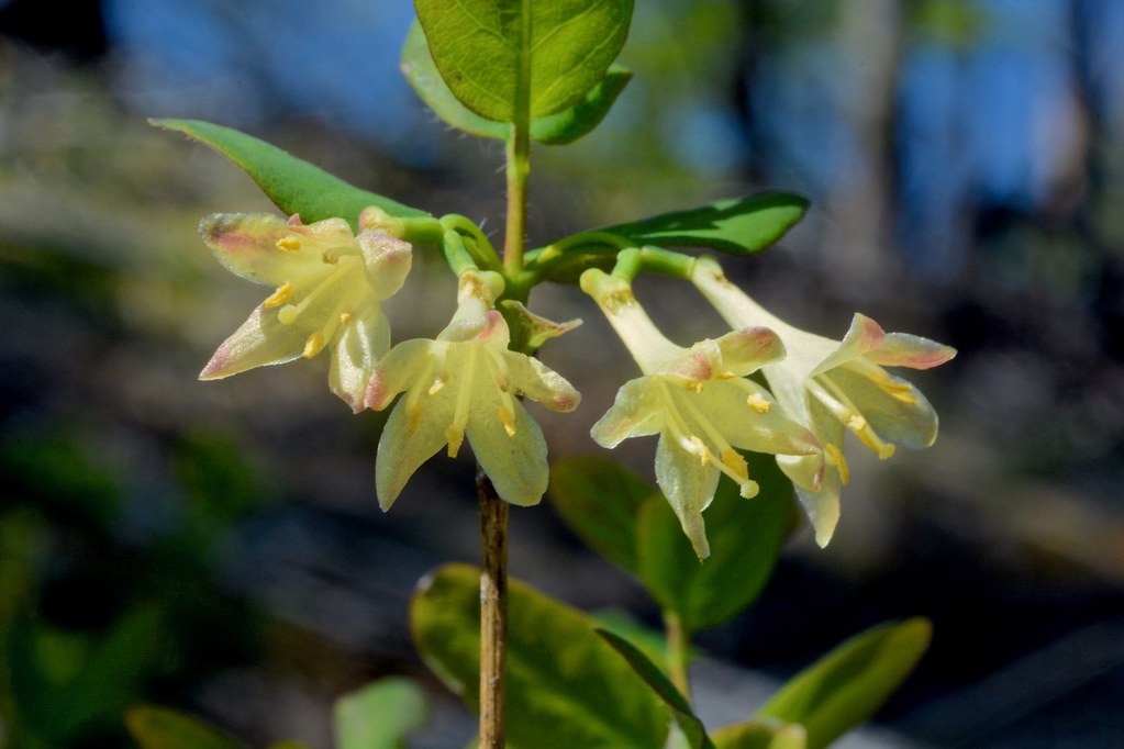 Utah honeysuckle, Rocky Mountain honeysuckle Lonicera utah… Flickr