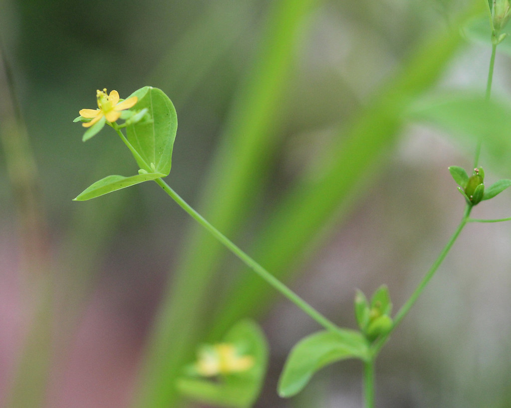 Dwarf St John'swort (Hypericum mutilum) Split Oak Forest … Flickr