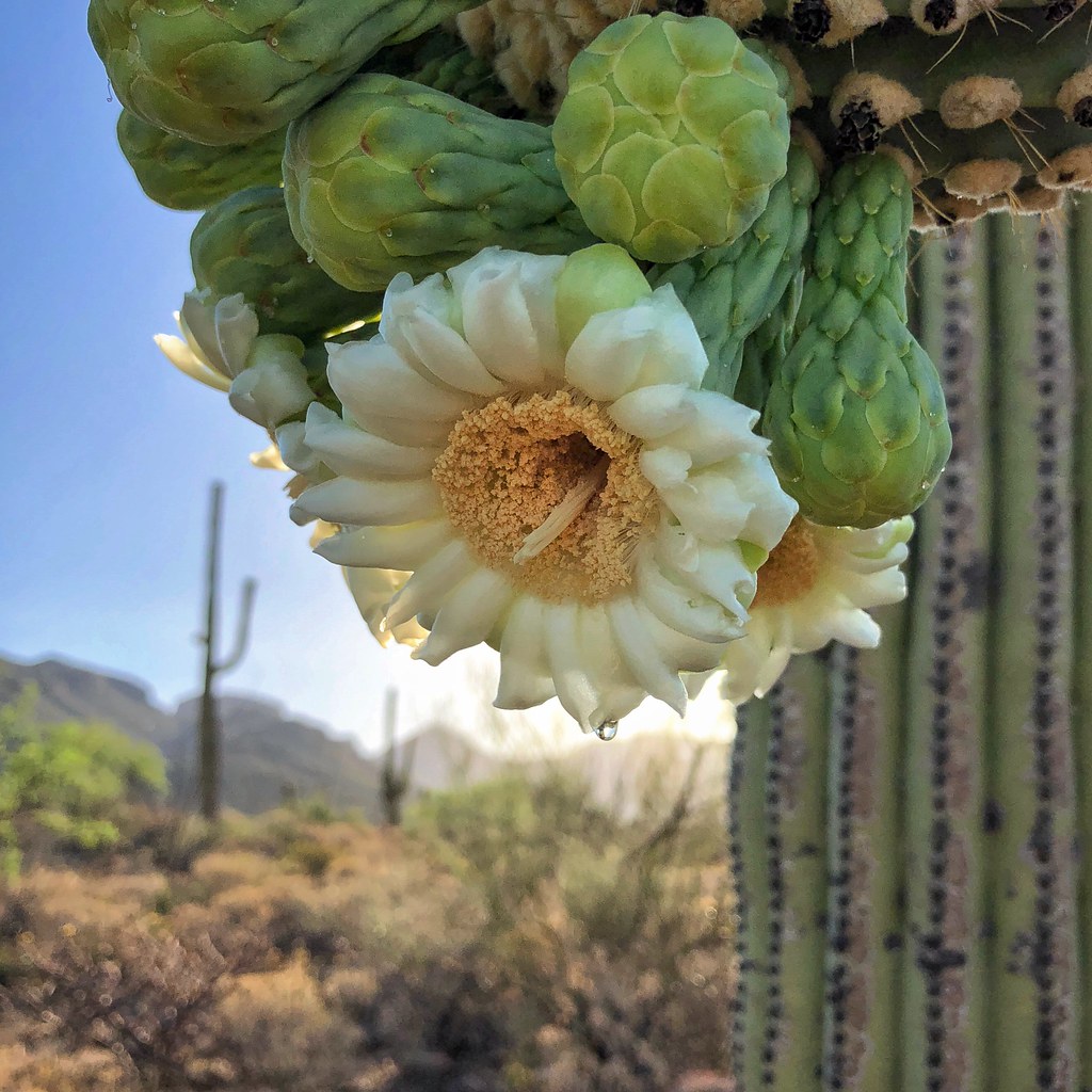 Saguaro bloom, that one drop of nectar... allophile Flickr