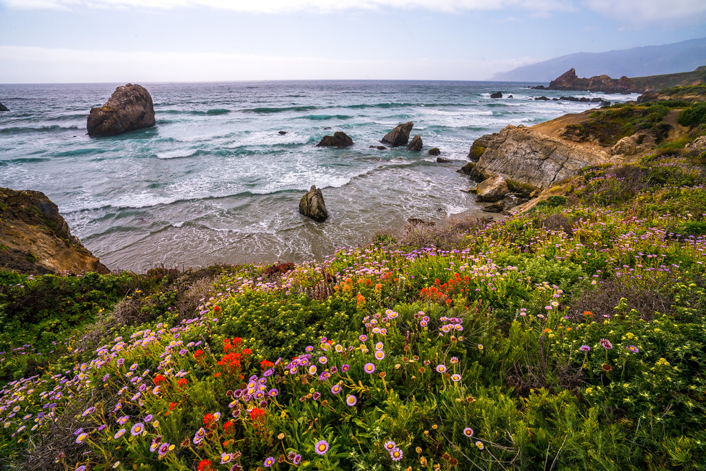Big Sur Spring Wildflowers California Superbloom Scenery! Elliot