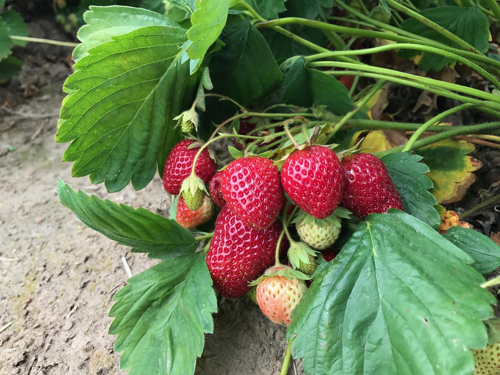 Strawberries Strawberries grown at the North Willamette Re… Flickr