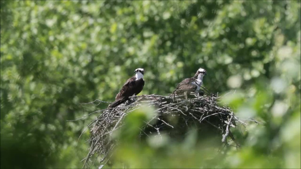 OSPREY NEST, MORROW GRAVEL PIT, MORROW, OHIO, MAY 25, 2018… Flickr