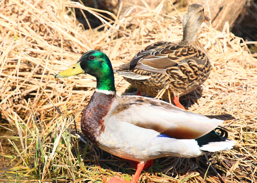 mallards near Lime Springs IA 854A3344 Mom and dad mallard… Flickr