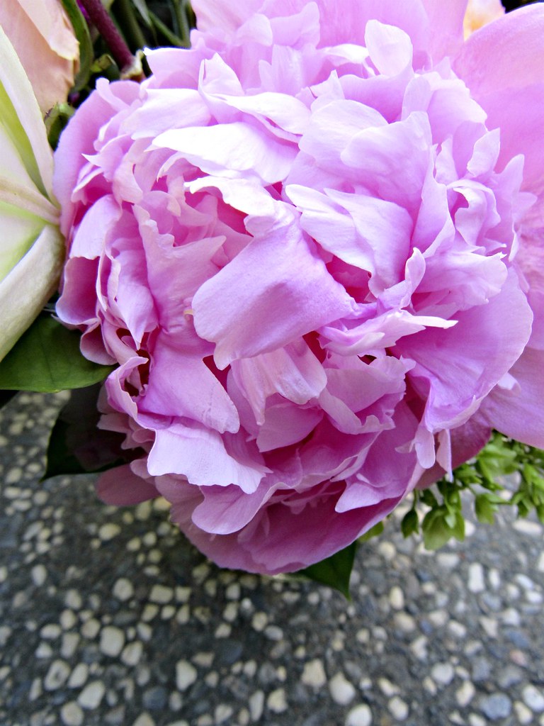 Peony in my Mother's Day bouquet Needleloca Flickr