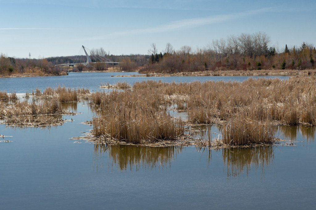 Sawmill Creek 20180423 Flickr