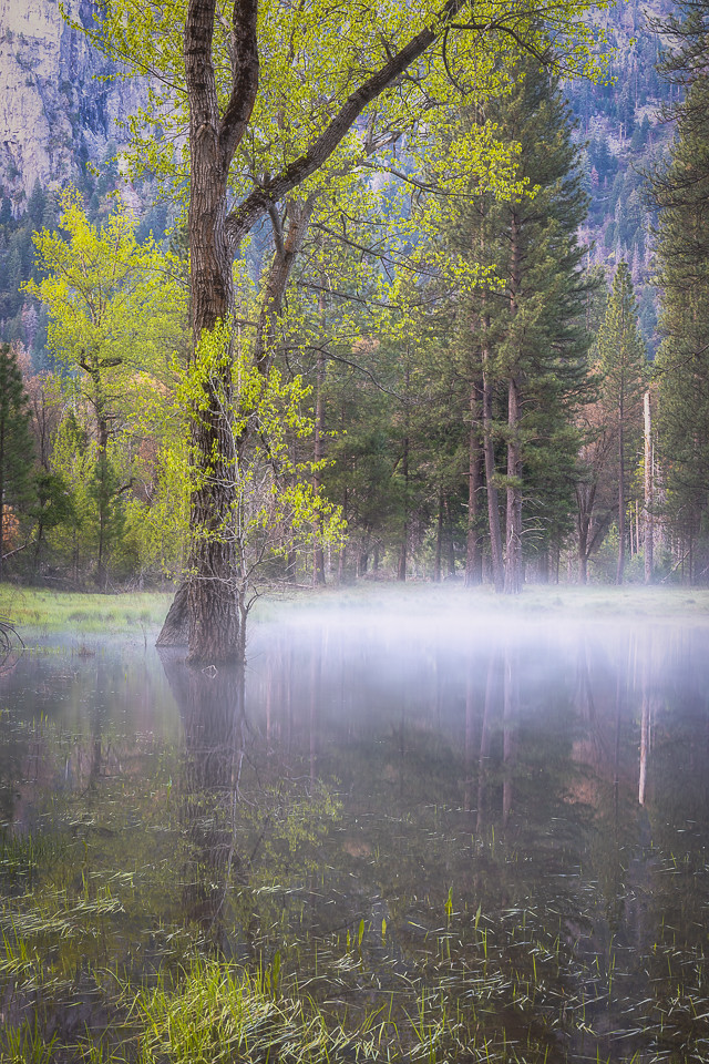 Seasonal Pond Morning Mist In springtime in Yosemite, I en… Flickr