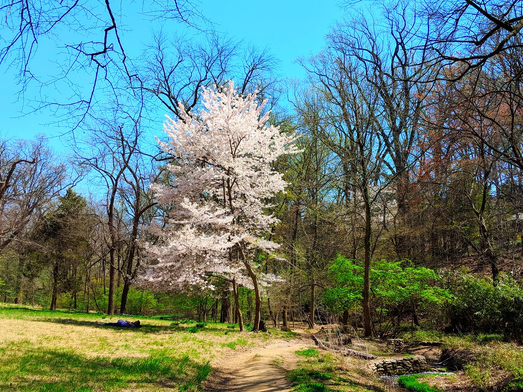 lone cherry blossom Erin Flickr