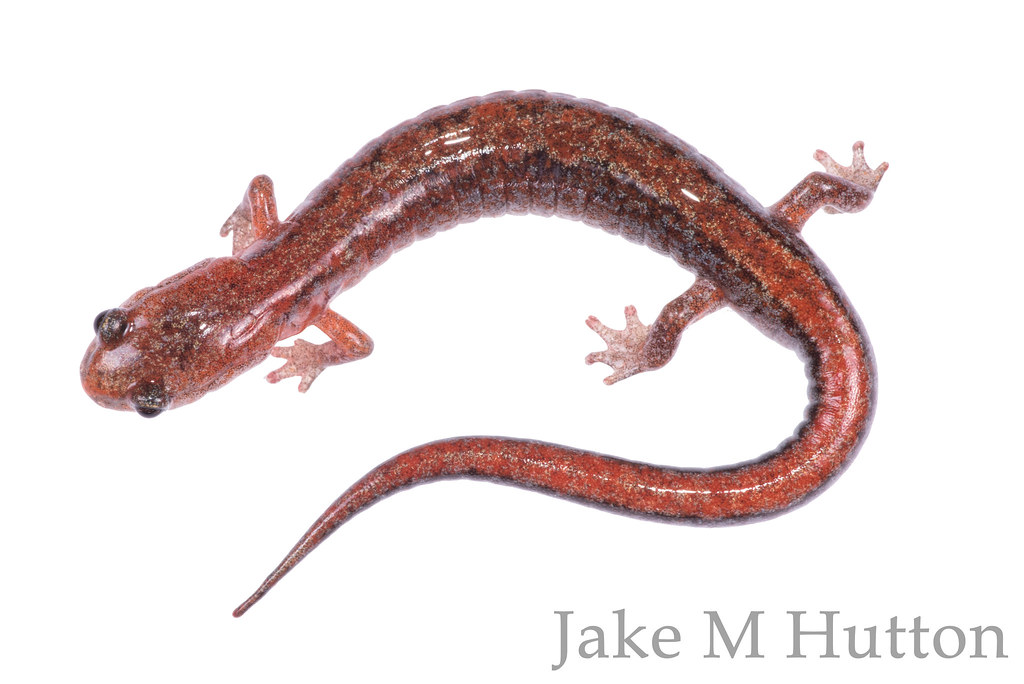 Plethodon dorsalis Northern Zigzag Salamander Central KY Jake M