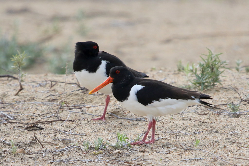 Oystercatcher7D2_5142001 Oystercatchers near the screen … Flickr