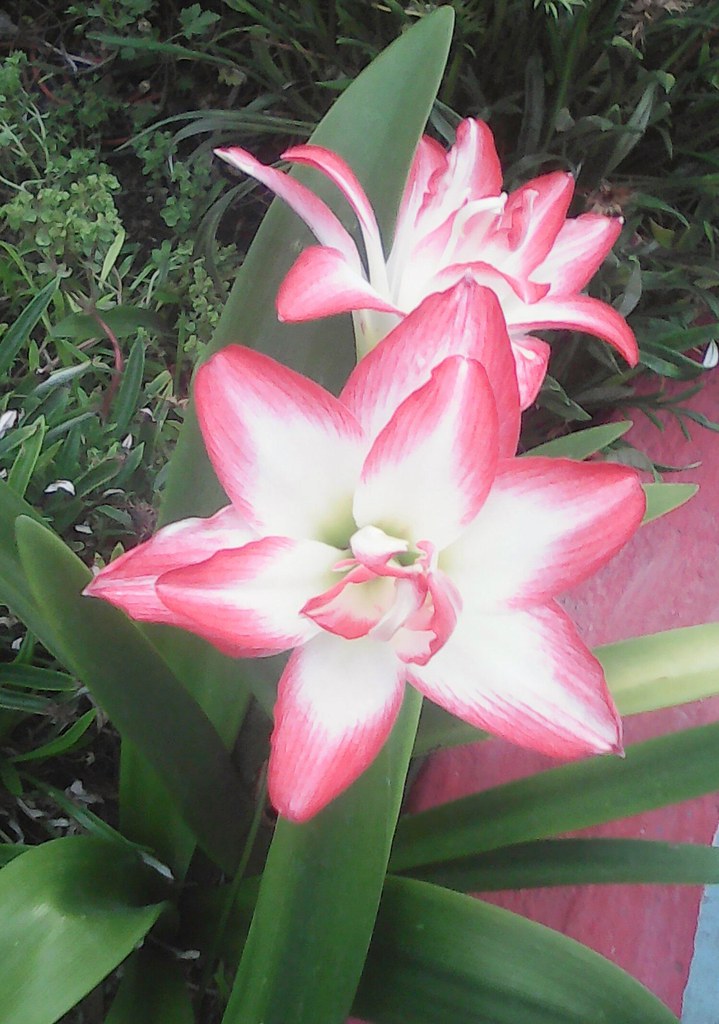 20180506_111741 miriam valencia Flickr