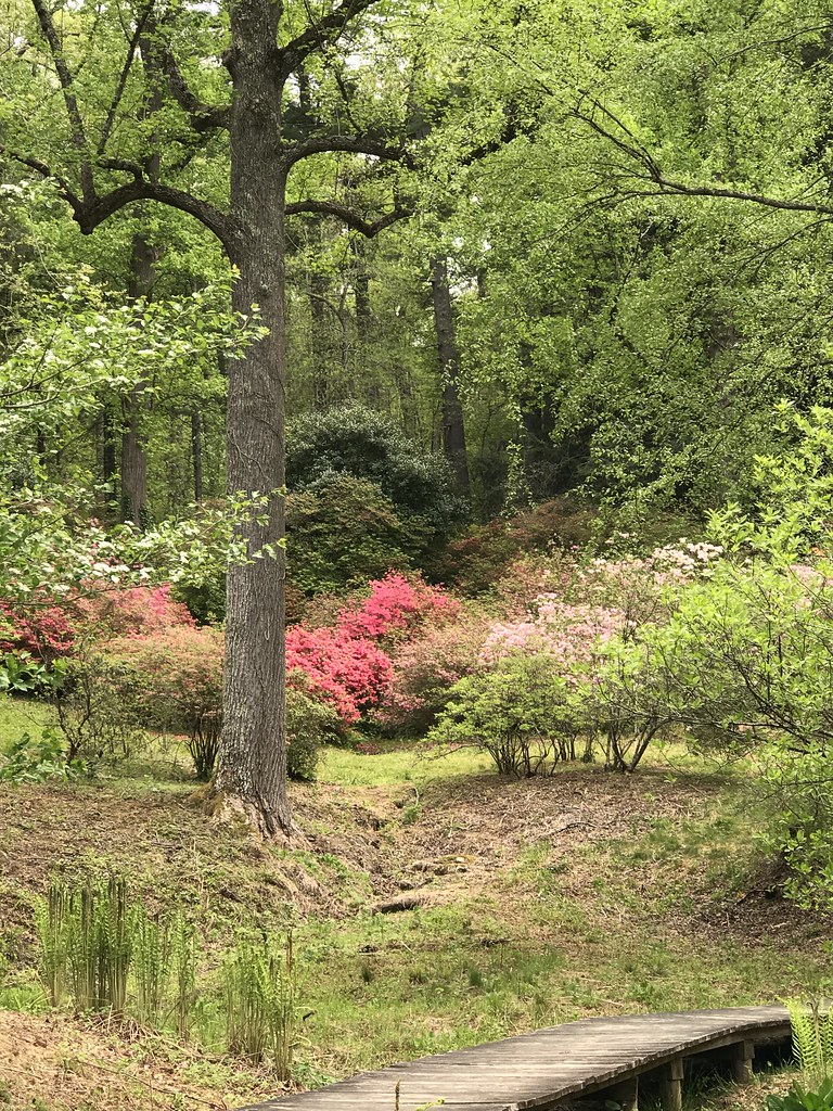 Azaleas on the Garden Path Biltmore Estate Spring 2018 Flickr