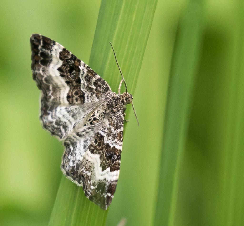 Common Carpet Moth Linford Lakes Nature Reserve magpie280168 Flickr