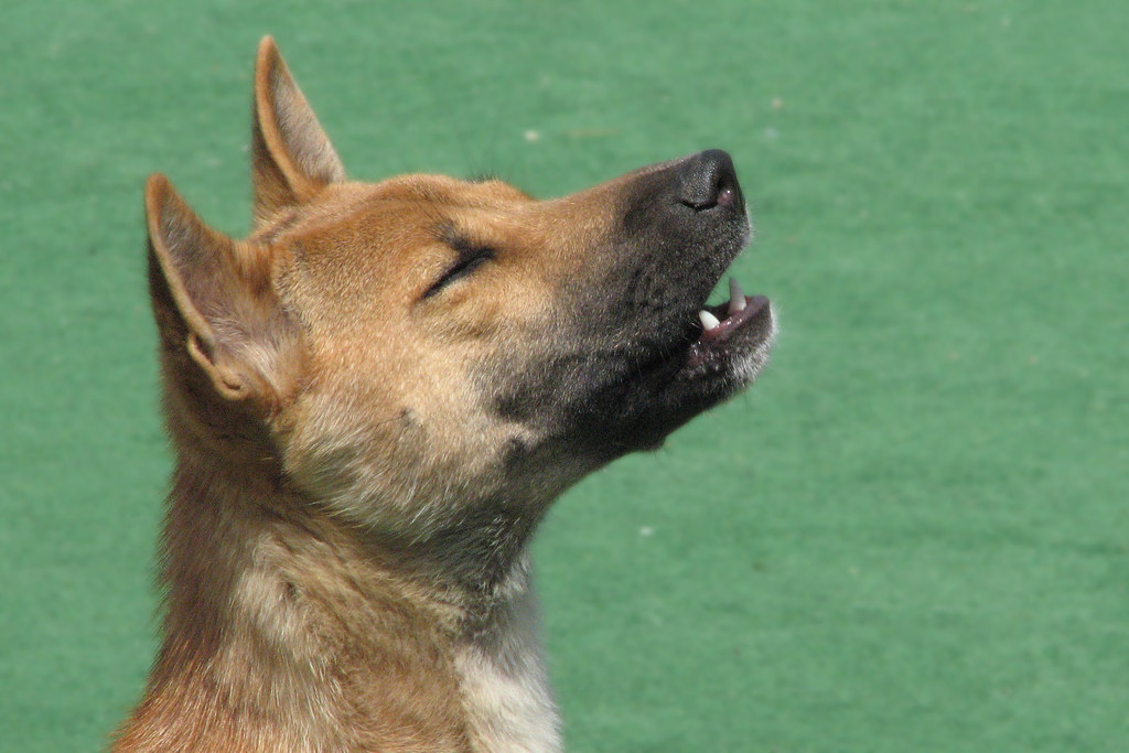 New Guinea Singing Dog This photo now appears on Wikipedia… Flickr