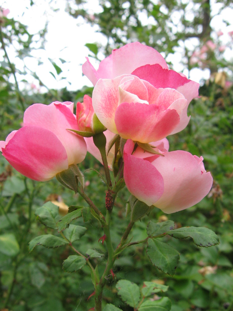 822_flowers_3 roses near PSU, portland or brx0 Flickr