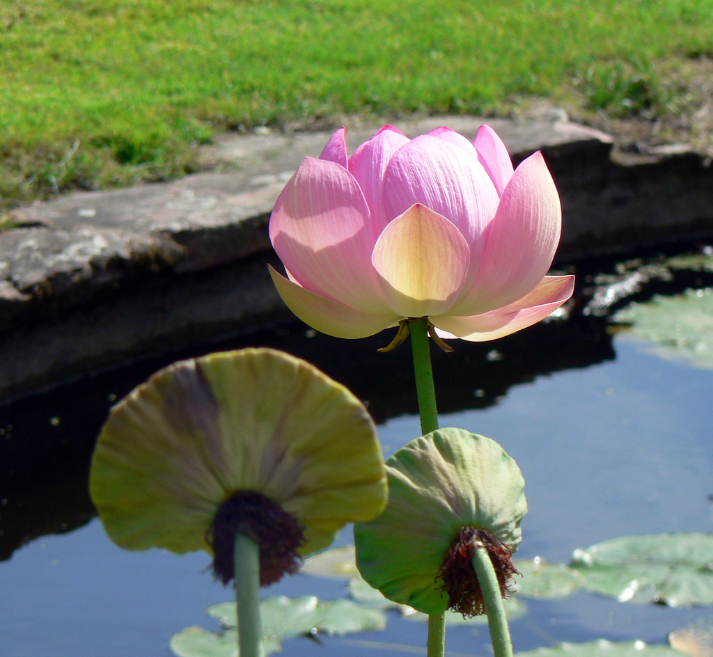 Jardin des Plantes (Nantes) Friday's Flower Power Flickr