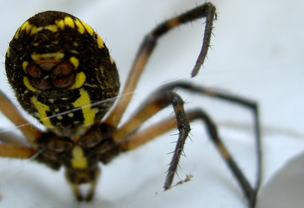 yellowblack garden spider, under abdomen a photo on Flickriver