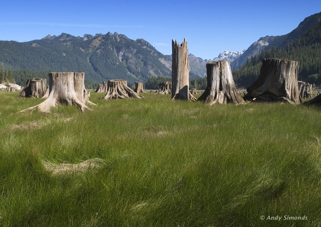 Stumps in Lake Keechelus, Washington Andy Simonds Flickr