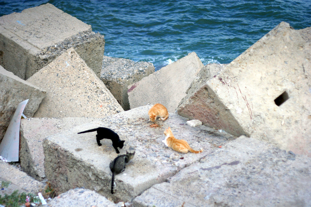 Cadiz Coastal Cats Cats who live behind the sea wall in Ca… Ben