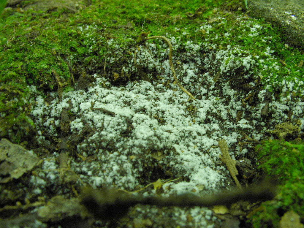 foxfire Foxfire is a natural phenomenon sometimes visible … Flickr