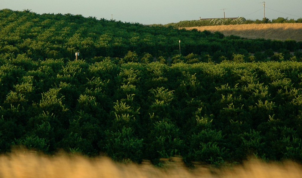 Pine Green Trees Orange trees along Interstate 5 in Centra… Flickr