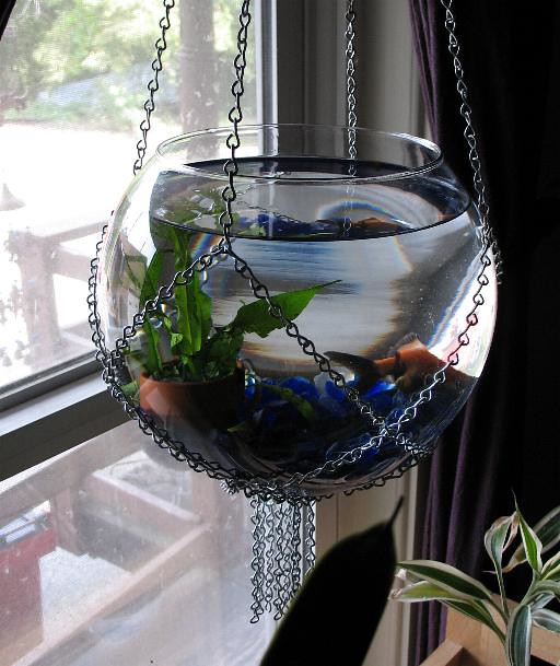 My Hanging Goldfish Bowl My hanging goldfish bowl, in a ha… Flickr