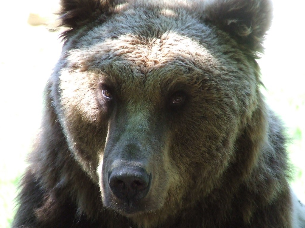 The big teddy Closeup of a bear in zoo. ff137 Flickr