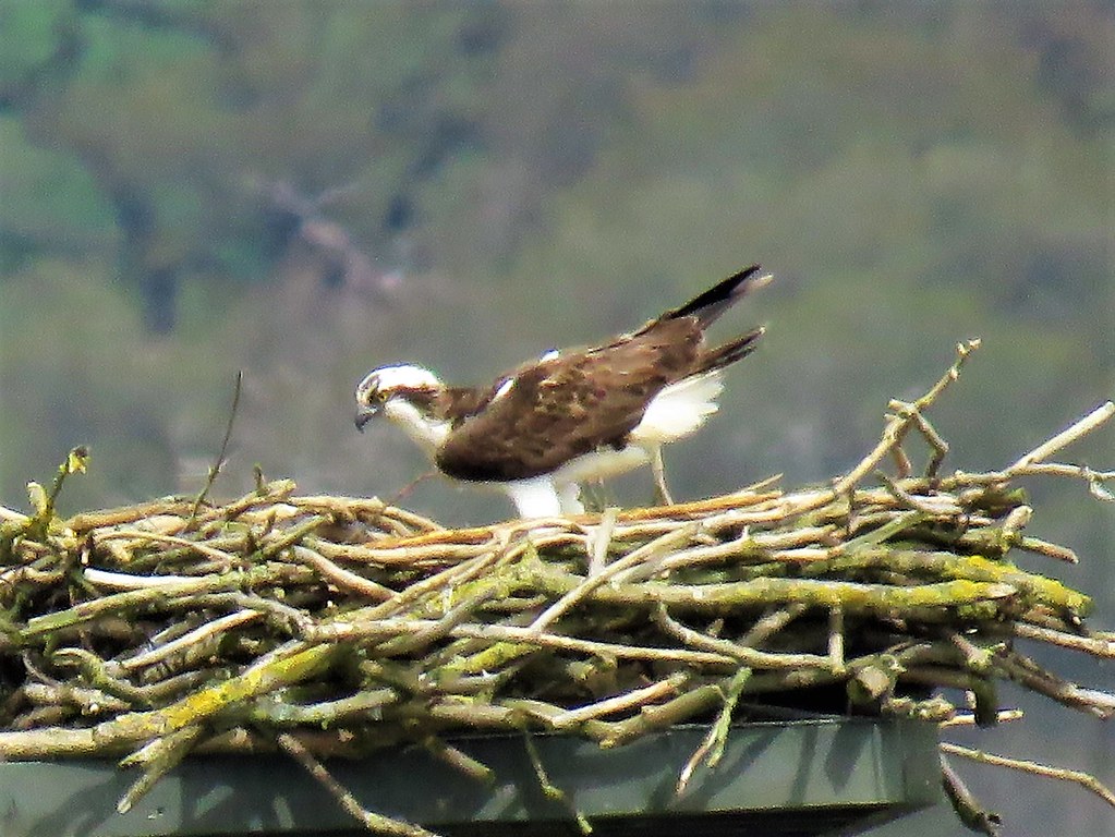 Male Osprey. Rutland Water Lagoon 4 ian hurst Flickr