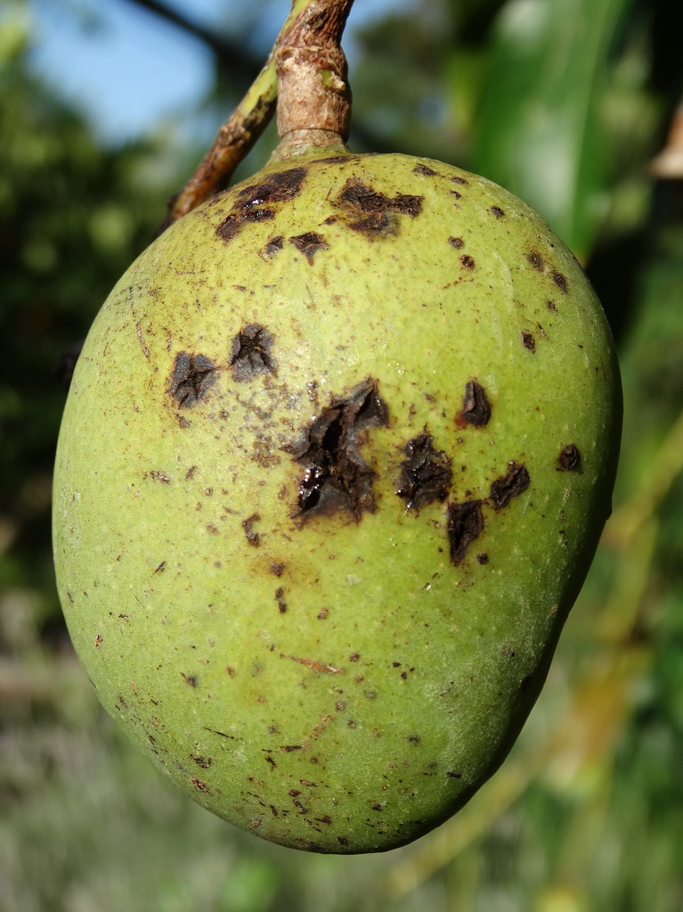 Mango (Mangifera indica) Bacterial black spot caused by Xanthomonas