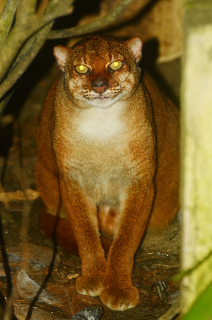 Catopuma badia BorneoGoldkatze Borneo Bay cat Flickr