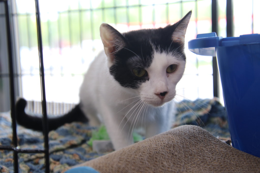 Adoption Event at Pet Valu (Milan, Michigan) Crafty Cat … Flickr