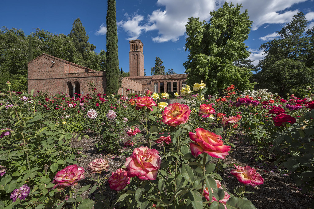 20180511_RoseGarden_JH_005 Trinity Hall is seen behind the… Flickr