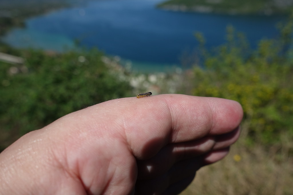 Caterpillar Hike to Taillefer Guilhem Vellut Flickr