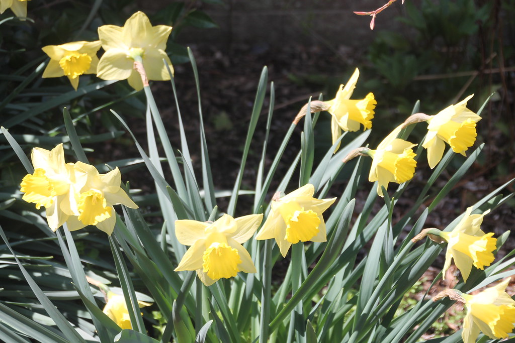 Spring at Hofstra University Terry Ballard Flickr