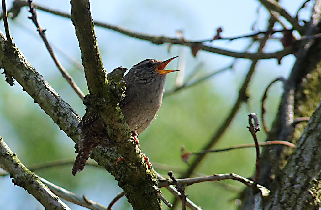 Willow Warbler Phylloscopus trochilus This litttle bird … Flickr