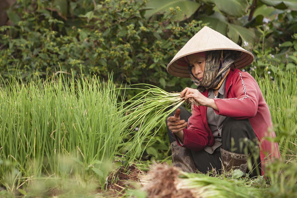 Vietnamese Farming Vietnamese Farming Alex Fong Flickr