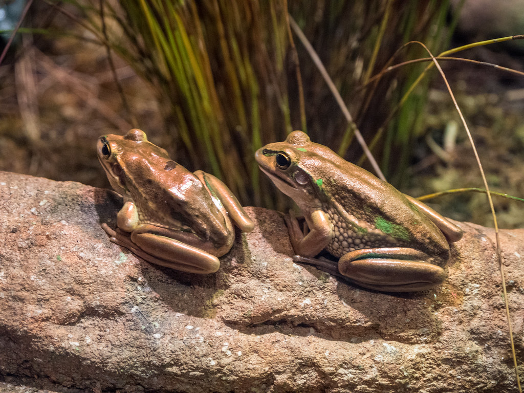 Golden bell frogs Wild Life Sydney Zoo Ginny Winblad Flickr